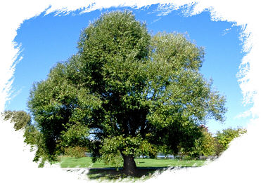 tree